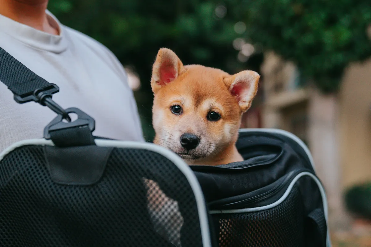 A puppy looking out of a soft travel carrier on a person's shoulder